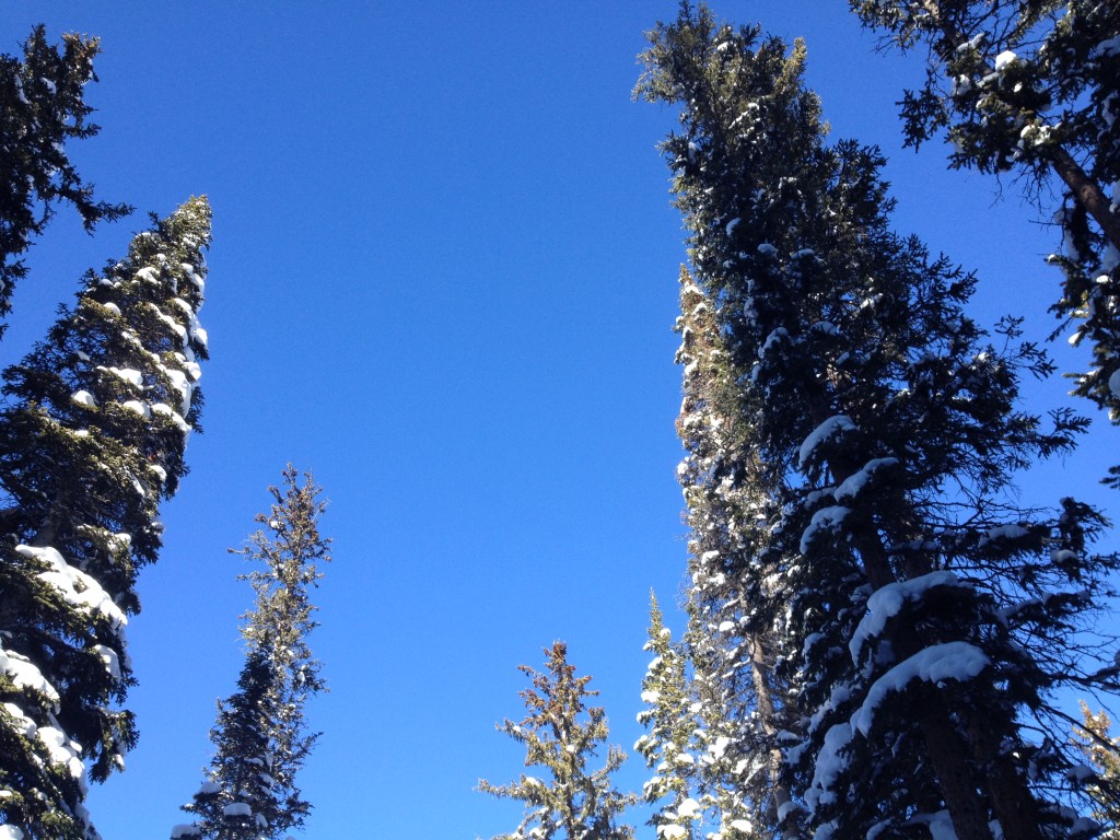 Mt. Shasta Wilderness, California 2011 by Michelle Shine